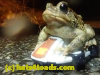 /home//u458753944/public_html/sourcegallery/////////////////////////////Roxborough Toad Detour/2023/2023-03-23/P3230623.JPG